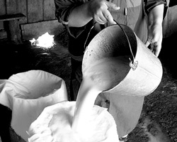 К Матрене один за одним приходят пятеро сыновей и один внук и выливают свое молоко в ее бидоны (фото: ИТАР-ТАСС)